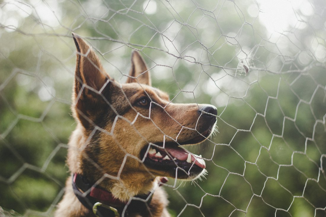 A dog behind a wire fence in a residential yard